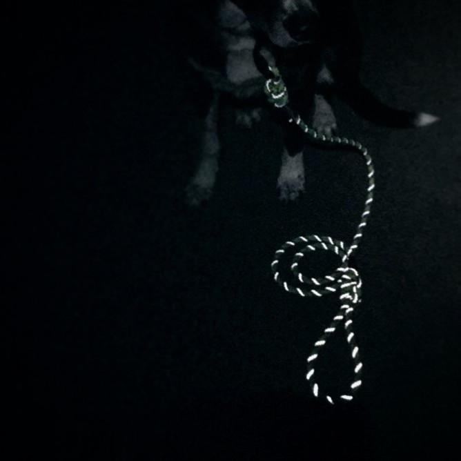 Razzleberry Reflective Leash - 5 ft